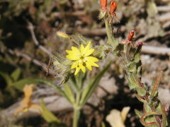 Camissoniopsis hirtella