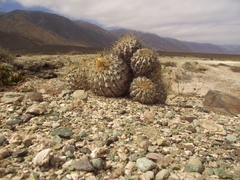 Copiapoa gigantea