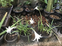 Zephyranthes candida