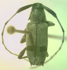 Canidia cincticornis