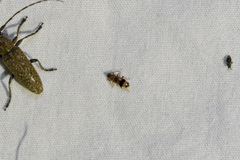 Notoxus calcaratus