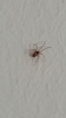 Steatoda triangulosa
