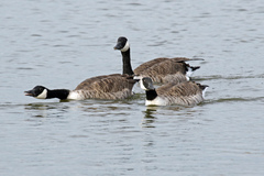 Branta canadensis