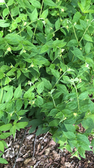 Lithospermum latifolium