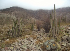 Eulychnia taltalensis