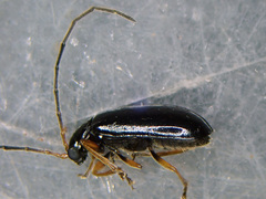 Luperus longicornis
