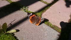 Vanessa atalanta