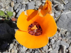 Calochortus kennedyi kennedyi