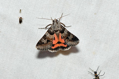 Drasteria ingeniculata