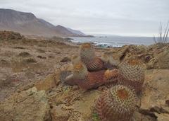 Copiapoa gigantea