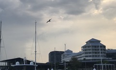 Gelochelidon nilotica