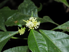 Rudgea guyanensis