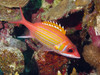 Caribbean Longjaw Squirrelfish - Photo (c) Michael McVicar, some rights reserved (CC BY-NC), uploaded by Michael McVicar