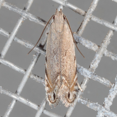 Battaristis nigratomella