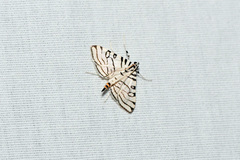 Conchylodes concinnalis