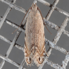 Battaristis nigratomella