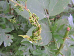 Brachycaudus helichrysi