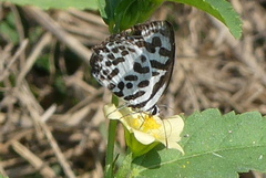 Castalius rosimon