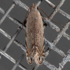 Battaristis nigratomella