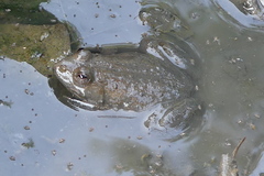 Euphlyctis cyanophlyctis