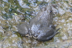 Euphlyctis cyanophlyctis