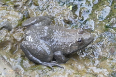 Euphlyctis cyanophlyctis