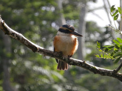 Todiramphus sacer