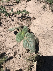 Proboscidea louisianica