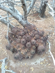 Mammillaria mazatlanensis
