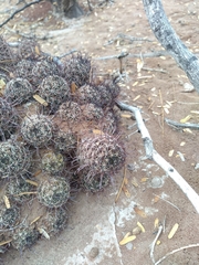 Mammillaria mazatlanensis