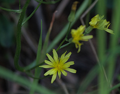Crepis praemorsa