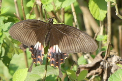 Papilio polytes