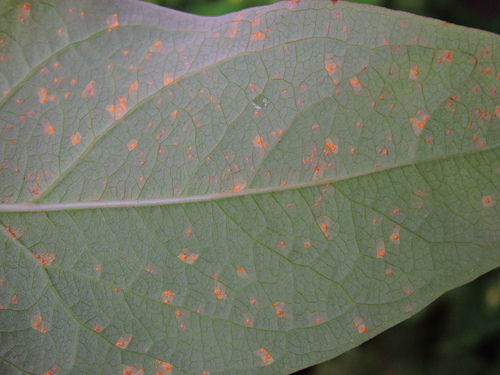 Melampsora androsaemi