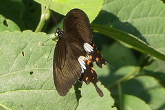 Papilio polytes