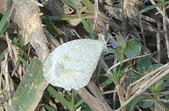 Leptosia nina