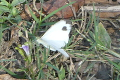 Leptosia nina