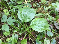 Pyrola rotundifolia