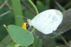 Leptosia nina