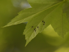 Periphyllus testudinaceus