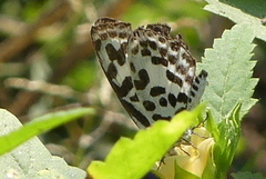 Castalius rosimon