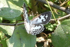 Castalius rosimon