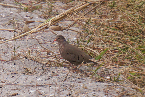Columbina passerina