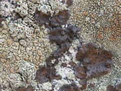 Lecanora sierrae