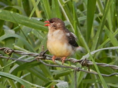 Amandava amandava