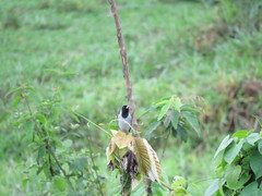Schistochlamys melanopis
