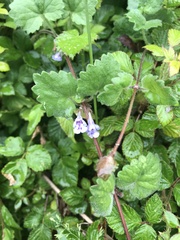 Glechoma hederacea
