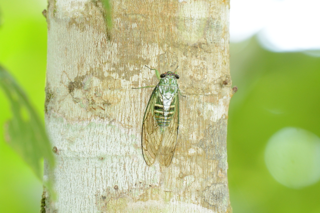 Dilobopyga ornaticeps