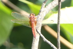 Crocothemis servilia