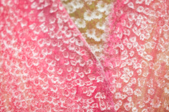 Tillandsia × floridana