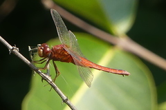 Crocothemis servilia